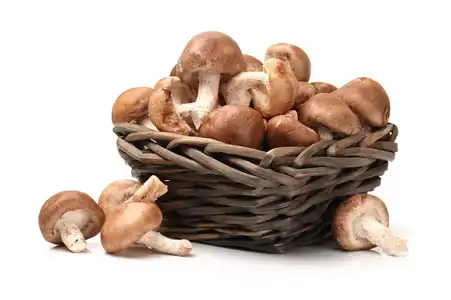 Ergothioneine supplement Applications in Nutraceutical Industry